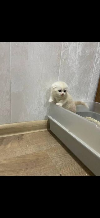 Срочно продам котят,чистокровных Скотиш Фолл,Скотиш Страйк.