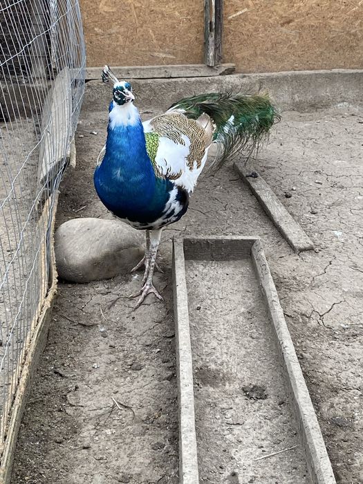 Vând păun mascul !