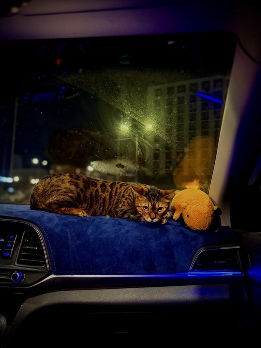 бенгальская кошка, привитая