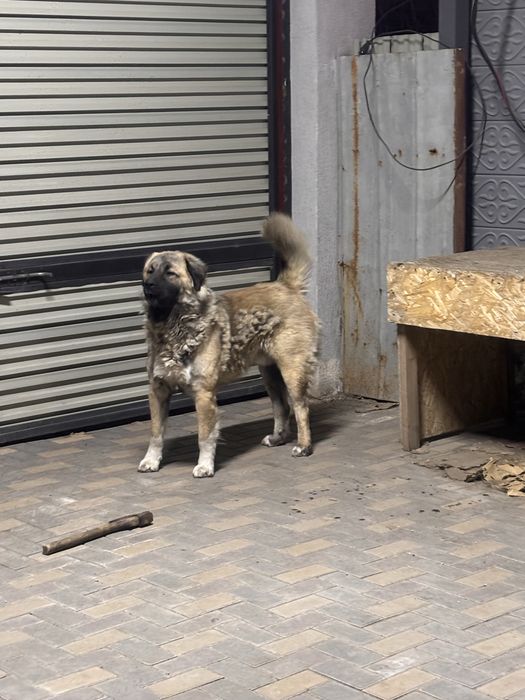 Продам Алабая.