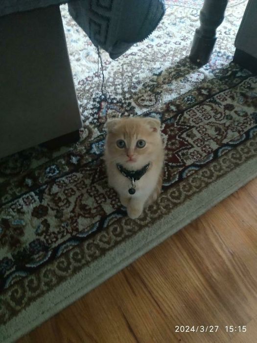 Mushuk sotiladi  skotish fold