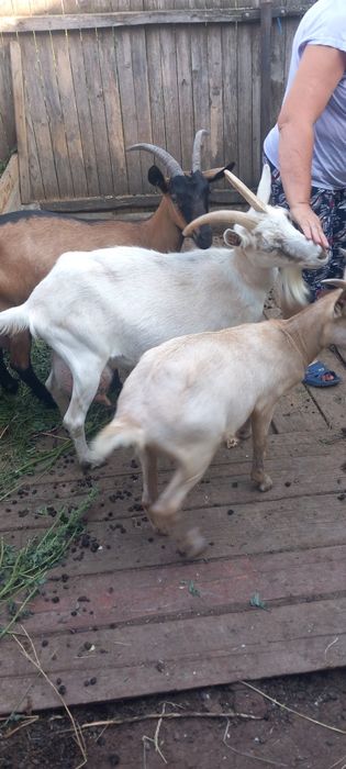 Iada alpina franceza