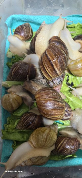 Соглом улиткалар