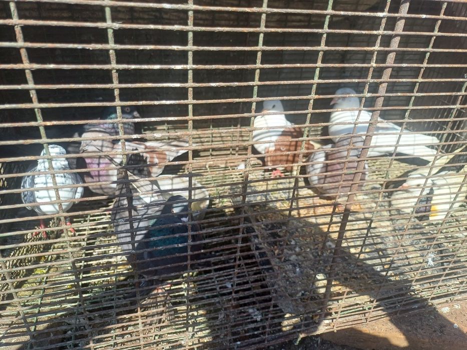 Прадам голоби прадам