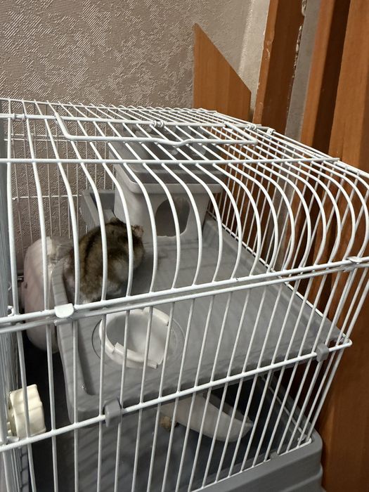 Продам джунгарского хомяка
