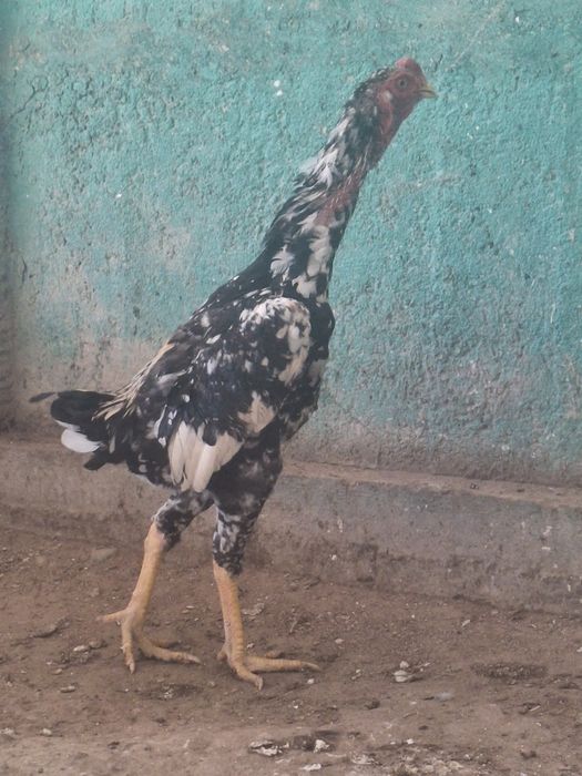 Дакан қораз сатылады.