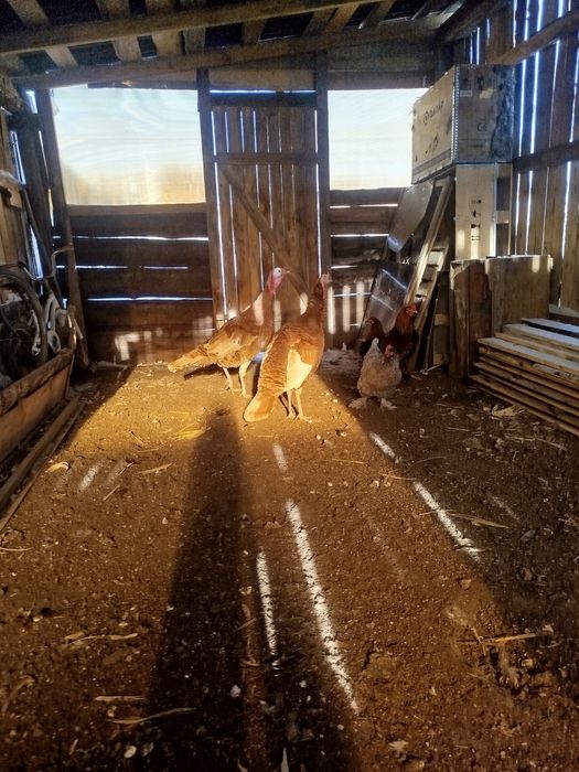 Продам или обменяю индюка