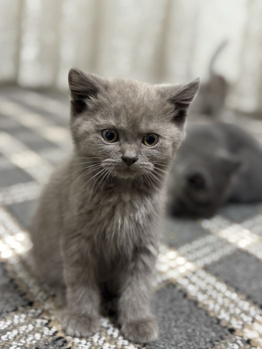 Mushuk bolasi sotiladi / scottish strayt