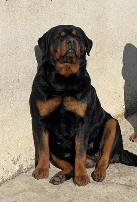 Pui rottweiler cu Pedigree Talie mare