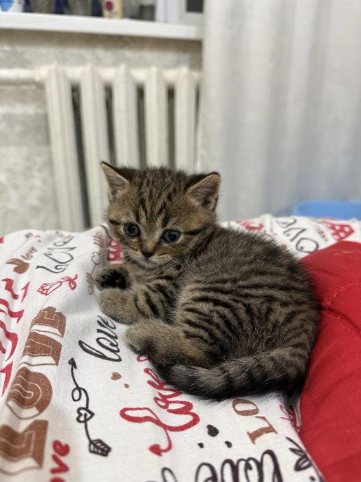 Котята вислоухие