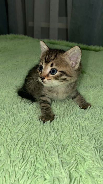 Котята ищут дом, добрве руки