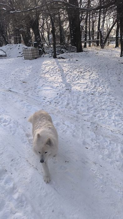 Продаётся Лайка.