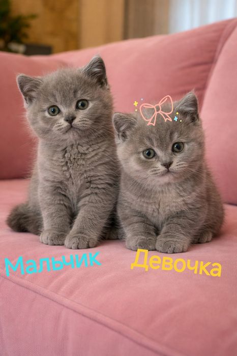 Сладкие, Британские котята, 2 месяца, домашние, приучены к лотку.