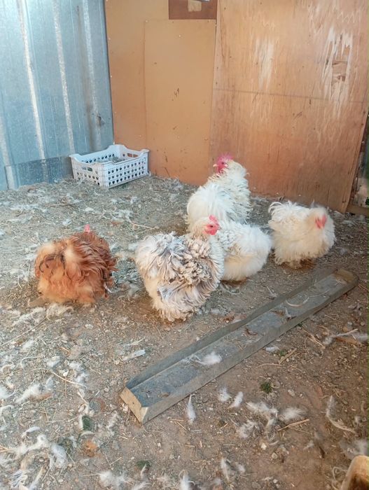 продам две породы кур