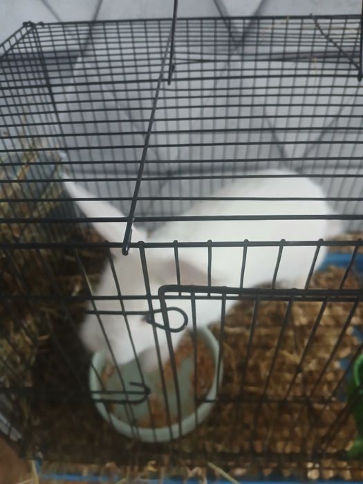 Продам кролика декаративного