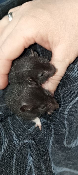 Крысята Дамбо Рекс