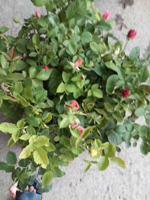 Gul kochatlari sotiladi 10 000 mingdan