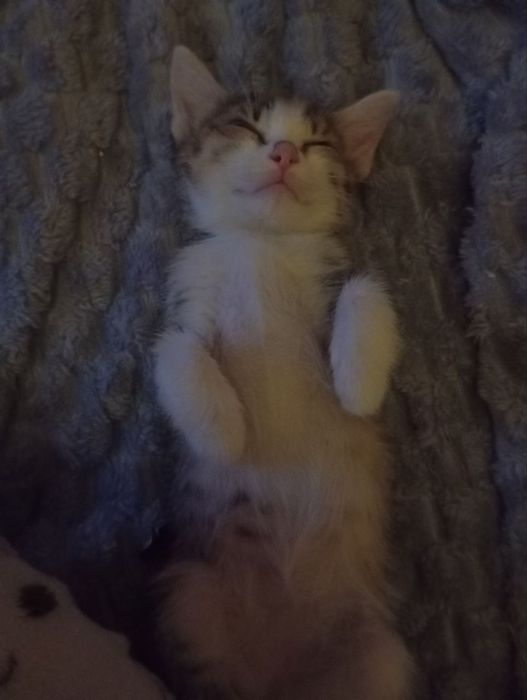 Отдам котят даром в хорошие руки