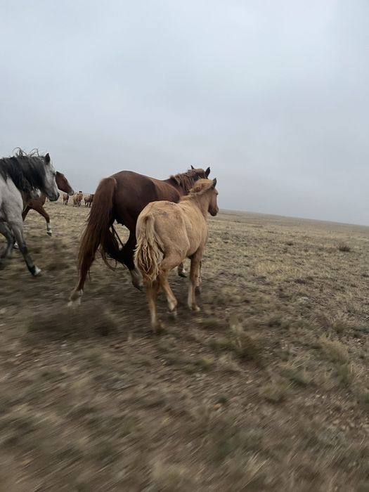 Продам жабагы мальчик