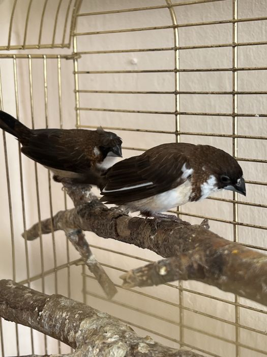 Амадины японские пара