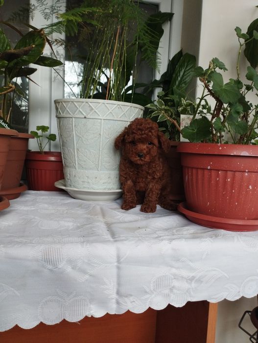 Той Пудел Toy Poodle.