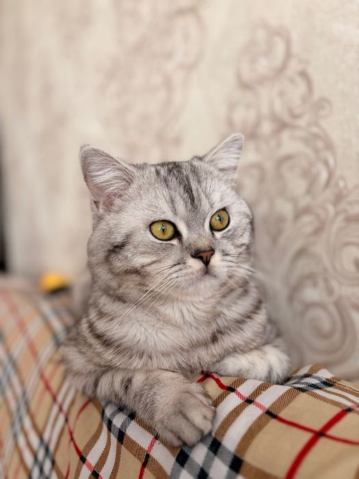 Кот британец 1 год
