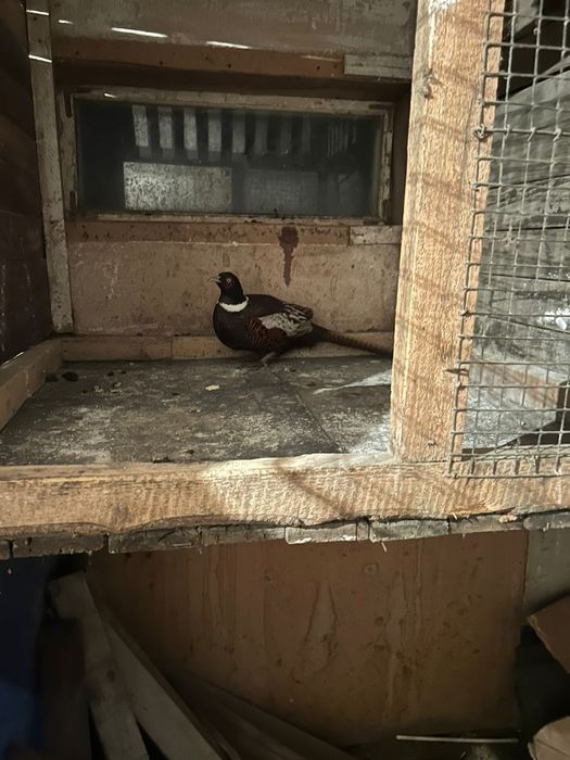 Фазаны 2 самца '