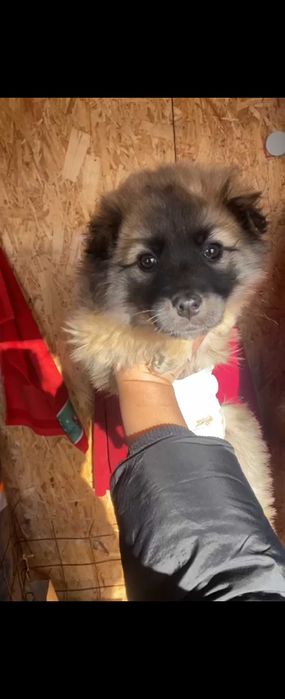 Щенки  девочки добрые руки