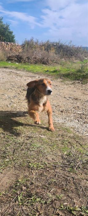 Български Барак ПОДАРЯВА СЕ!