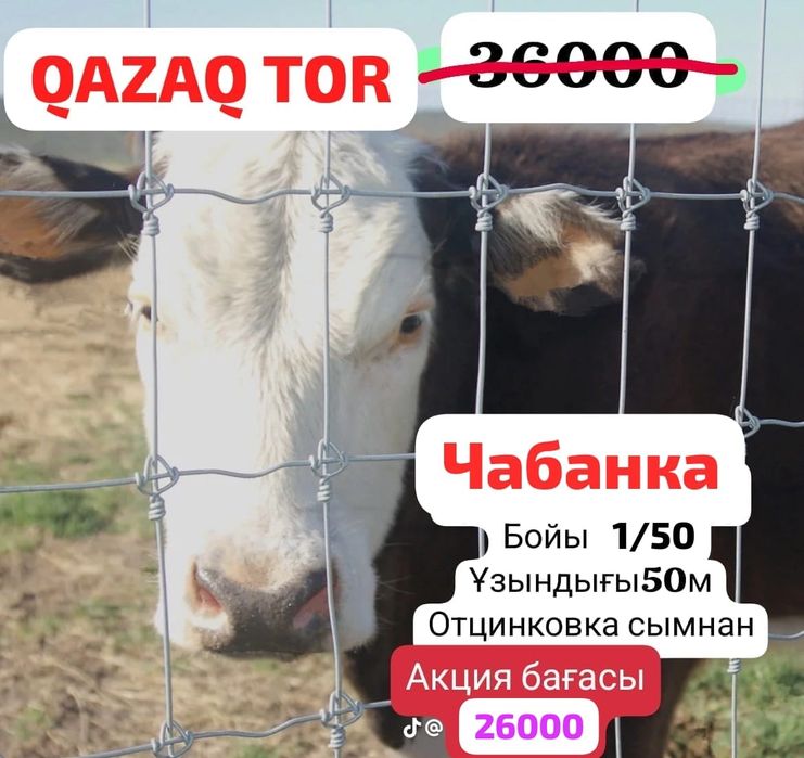 Чабанка Сетка,Акция