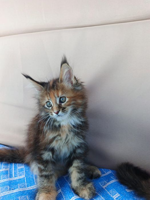Котята Мейн Куны