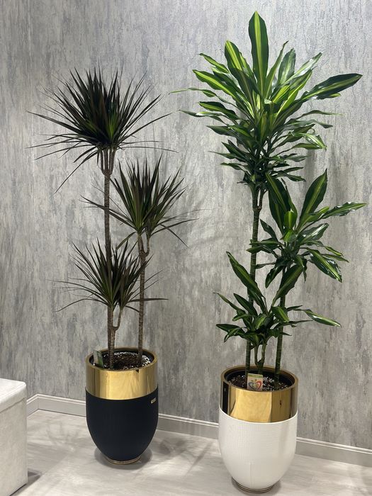 Распродажа! Растение + горшок gul + tuvak для офиса