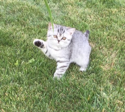 Super skidka mushukchalar sotiladi