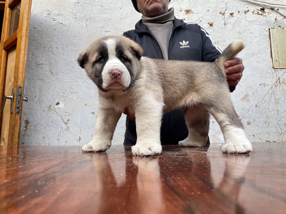 Щенок Алабая (супер гигант ) девочка