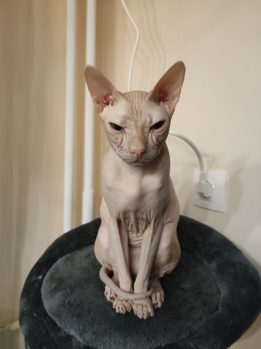 Подарявам котка сфинкс