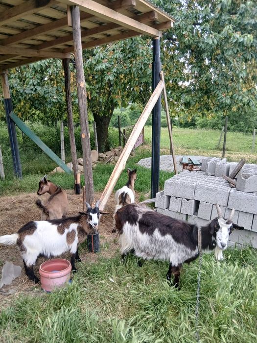 Vând capre și iezi