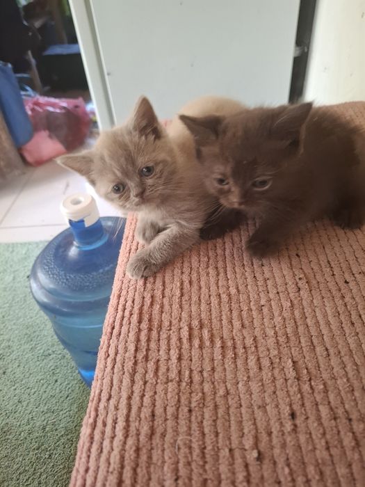 Животные котята г.Уральск