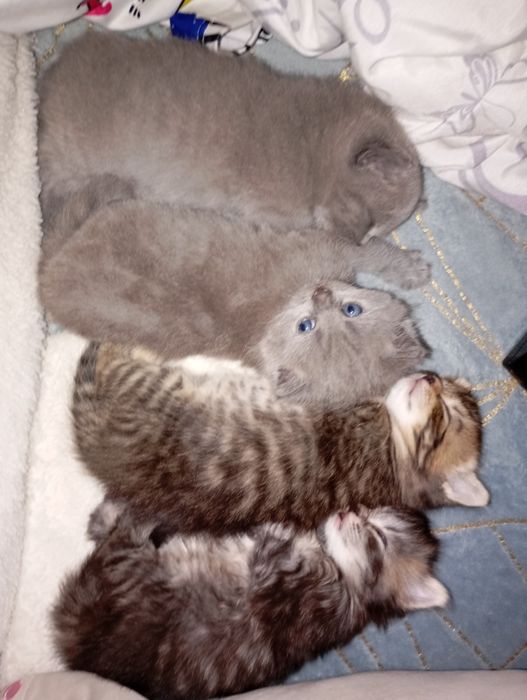 Отдам котят в добрые руки