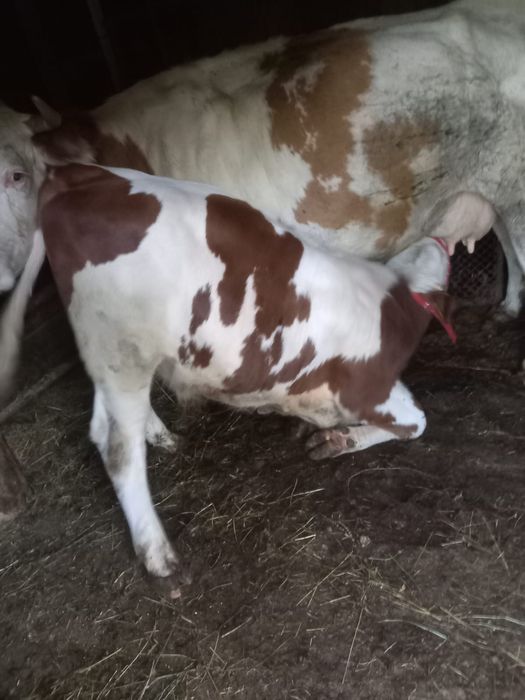 Vând vițel mai multe detalii la telefon