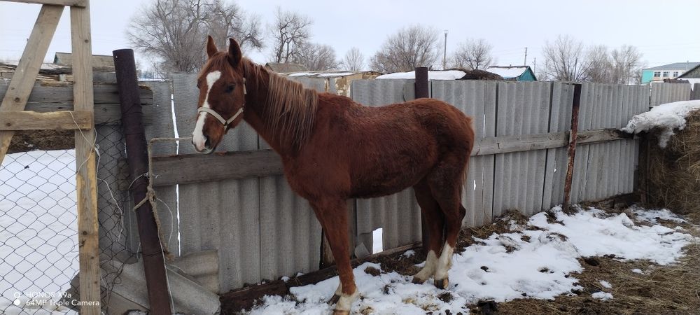 Ағылшын 5 шығып тұр