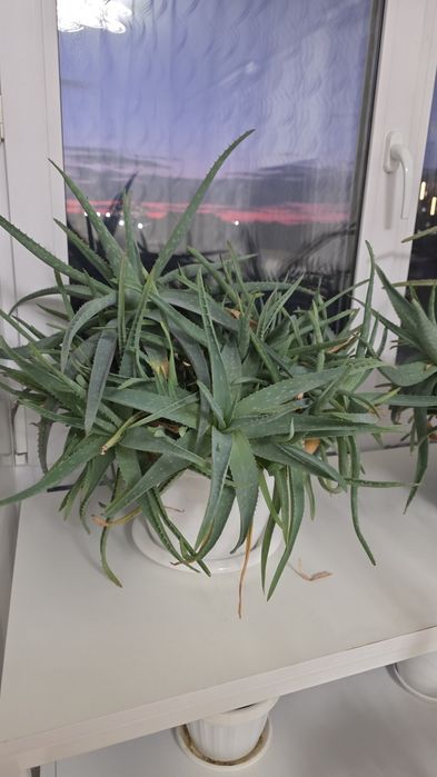 Алое Вера продам