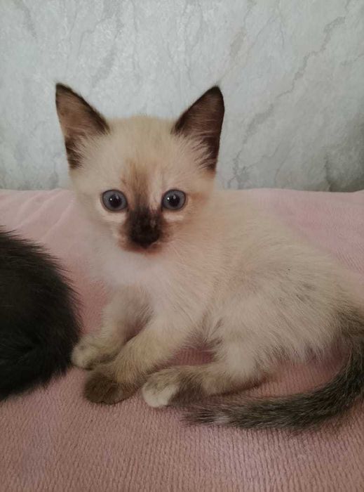 Красивые котята.