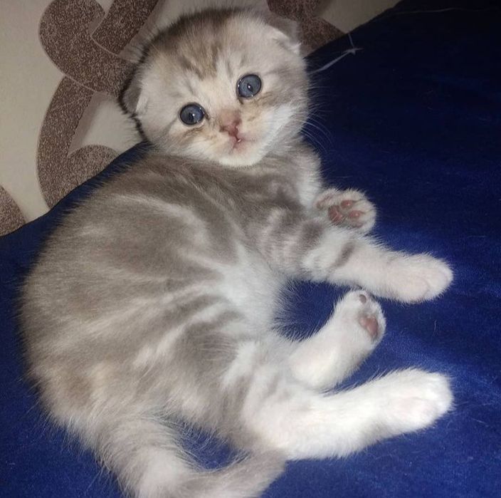 Скоттиш фолд. Кот. Вязка