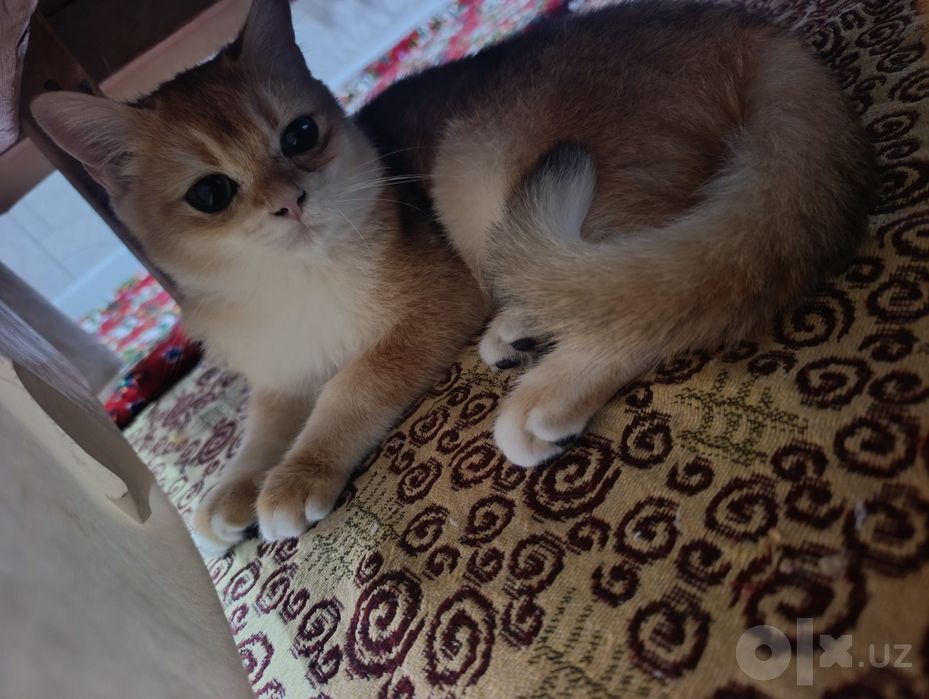 Кот золотая шиншилла