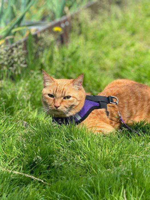 Пристраивается кот Сёма