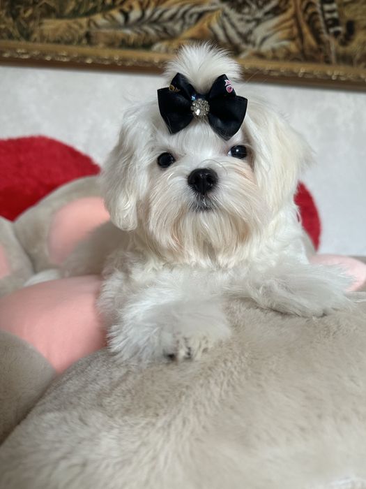 Шикарные мальтезе крови Корея