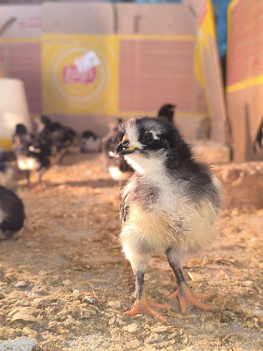 Qora shaxzoda tovuqlarini tuxumlari va jojalari