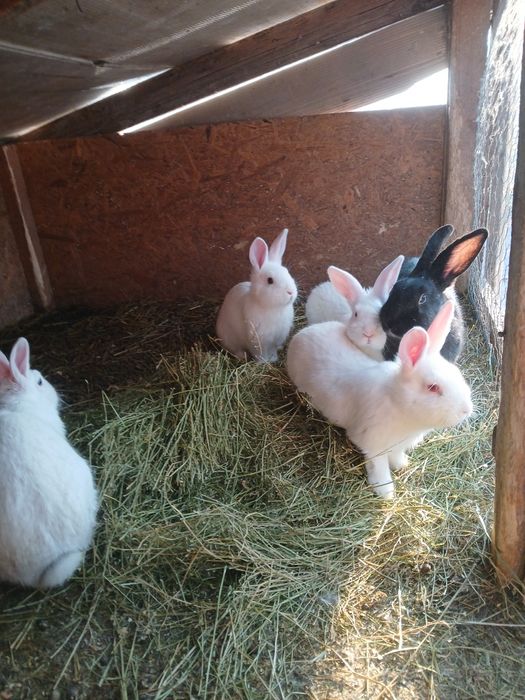 Vând iepuri si porumbei