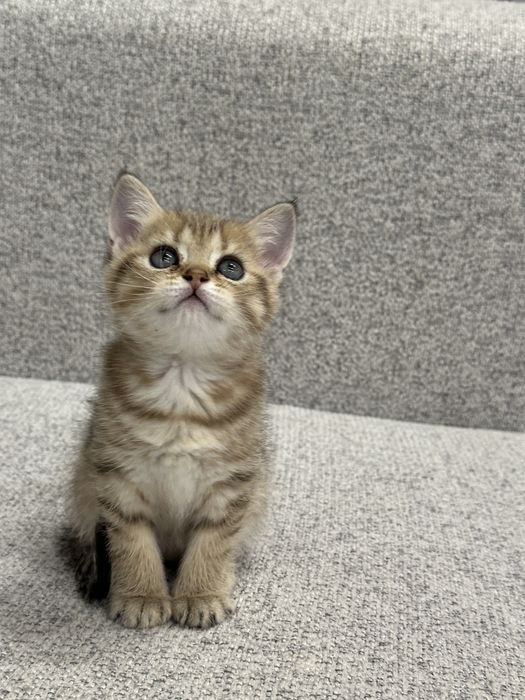 Britanskiy Shinshilla fold/ strayt mushukchalar sotiladi toza qon