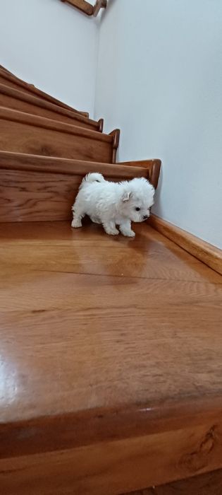 Bichon maltesse/ maltez talie mică